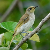 Brown Honeyeater